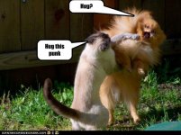 funny-cat-pictures-lolcats-hug.jpg