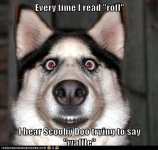 funny-dog-pictures-i-has-a-hotdog-rofl-waffles.jpg