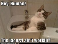 funny-cat-pictures-lolcats-hey-human.jpg
