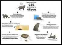 Cat killing.jpg