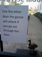 goose.jpeg