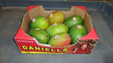 si-mango-daniella-220-cp.jpg