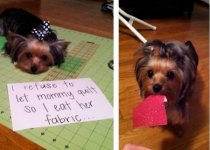 a98368_dogshaming_2.jpg