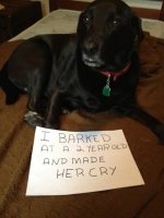 a98368_dogshaming_3-.jpg