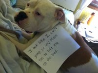 a98368_dogshaming_4.jpg