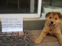 a98368_dogshaming_7.jpg