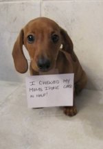 a98368_dogshaming_10.jpg