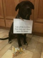 a98368_dogshaming_8-tortillas.jpg