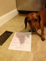 a98368_dogshaming_9-.jpg