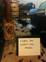 a98368_dogshaming_11.jpg