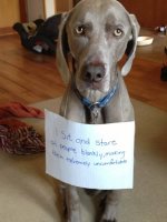 a98368_dogshaming_12.jpg