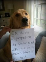 a98368_dogshaming_14.jpg
