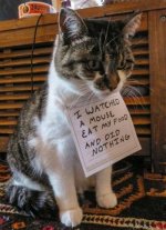 cat-shaming-mouse-funny-adorable.jpg