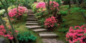 azaleas_japanese_garden-flowers-wallpaper-660x330.jpg