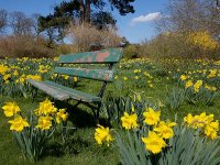 daffodils-garden-wallpaper.jpg