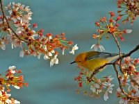 Warbler Cherry Blossoms.jpg