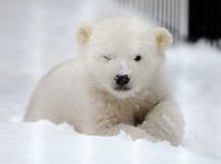 Baby Polar bear.jpg
