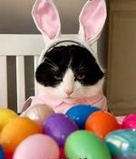 Easter_Kitty.JPG