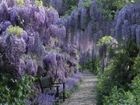 wisteria.jpg