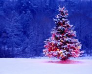 animated-christmas-wallpapers-free-outdoor-christmas-tree.jpg