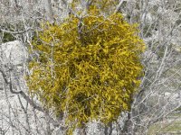 mistletoe_tree.jpg mistletoe_tree.jpg