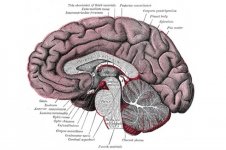 grays anatomy brain.jpg