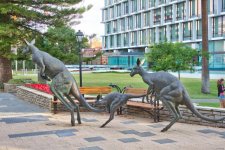 Kangaroos-Perth-City-Council.jpg