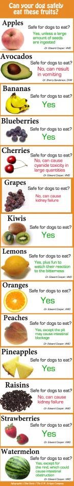 which-fruits-can-a-dog-eat---imgur-I1U0.jpg