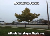 maple.jpg