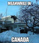 canada-roofmoose.jpg