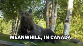 canada-summer-moose.jpg