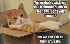 silly_cat_chillin_in_a_cardboard_box_392.jpg