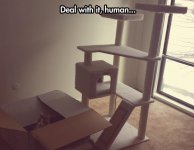 funny-cat-tree-house-climb-cardboard-box.jpg