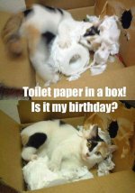funny-cat-playing-toilet-paper-box.jpg