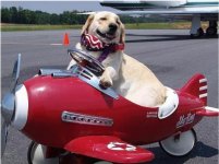 dog pl ane.jpg
