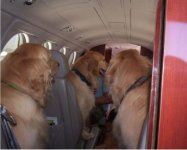 dog plane.jpg
