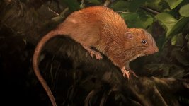 new-giant-rat-solomon-islands.jpg