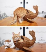 funny-cats-if-it-fits-i-sits-20.jpg