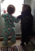 main-coon-and-kid-r-default.jpg