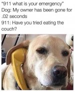 dog911.jpg
