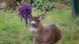 hammy-the-hammock-headed-deer.jpg