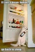 cat-humor-its-just-a-dream-human-fridge-beer.jpg