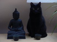 cat-buddha.jpg