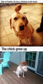 dogchicken.png