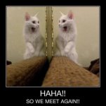 Cat-Jokes-2.jpg