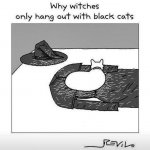 97fd3fdcf7d1350d3632adf833afaf00--white-cats-black-cats.jpg