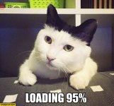 cat-white-black-loading-95-percent.jpg