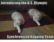 introducing-the-u-s-olympic-synchronized-napping-team-3316144.png