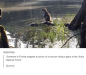 sixpenceee-someone-in-florida-snapped-a-picture-of-a-raccoon-3678802.png