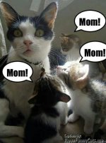 d5c83a382a391459e6cfae7d456ca623--cute-funny-animals-cutest-animals.jpg